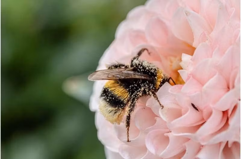 bee.jpg