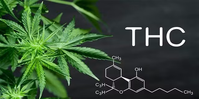 thc-1635361294792327628315.jpg