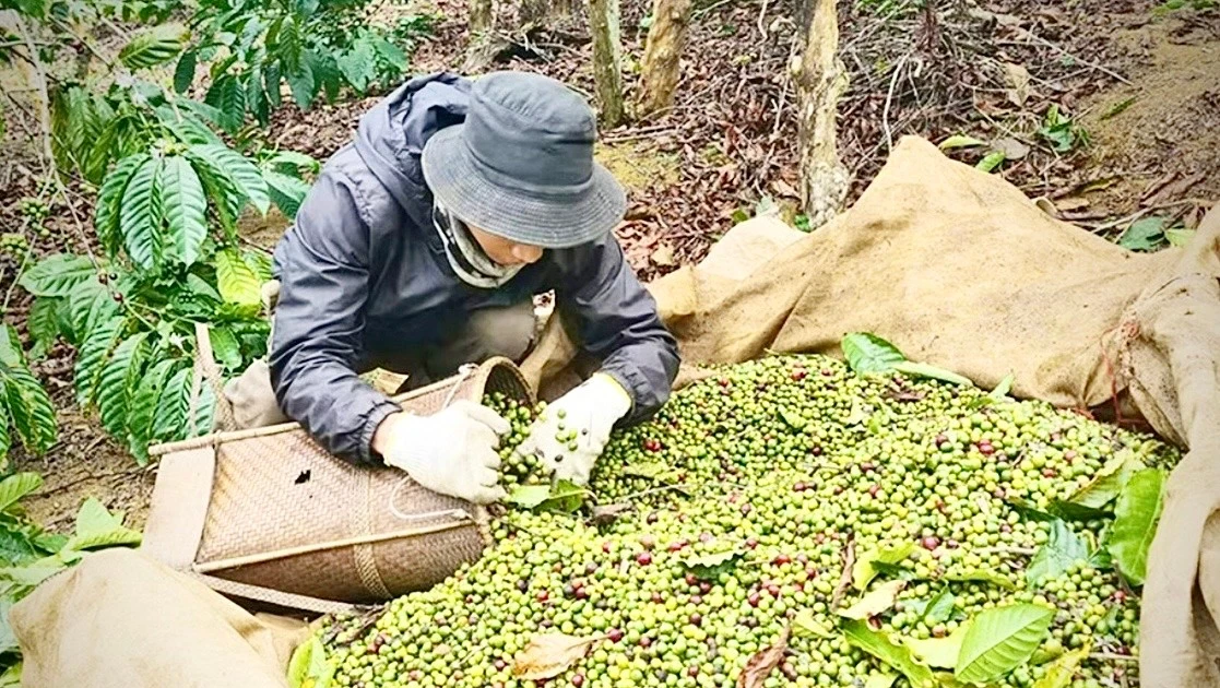 Xã Kbang hoàn thành rà soát dữ liệu vùng trồng sầu riêng, cà phê