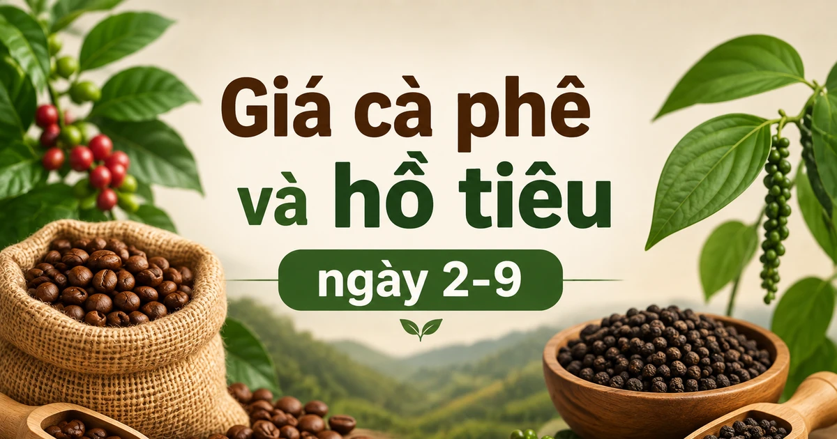 Ngày 2-9: Cà phê vừa tăng đã đứng giá, hồ tiêu tiếp tục ổn định