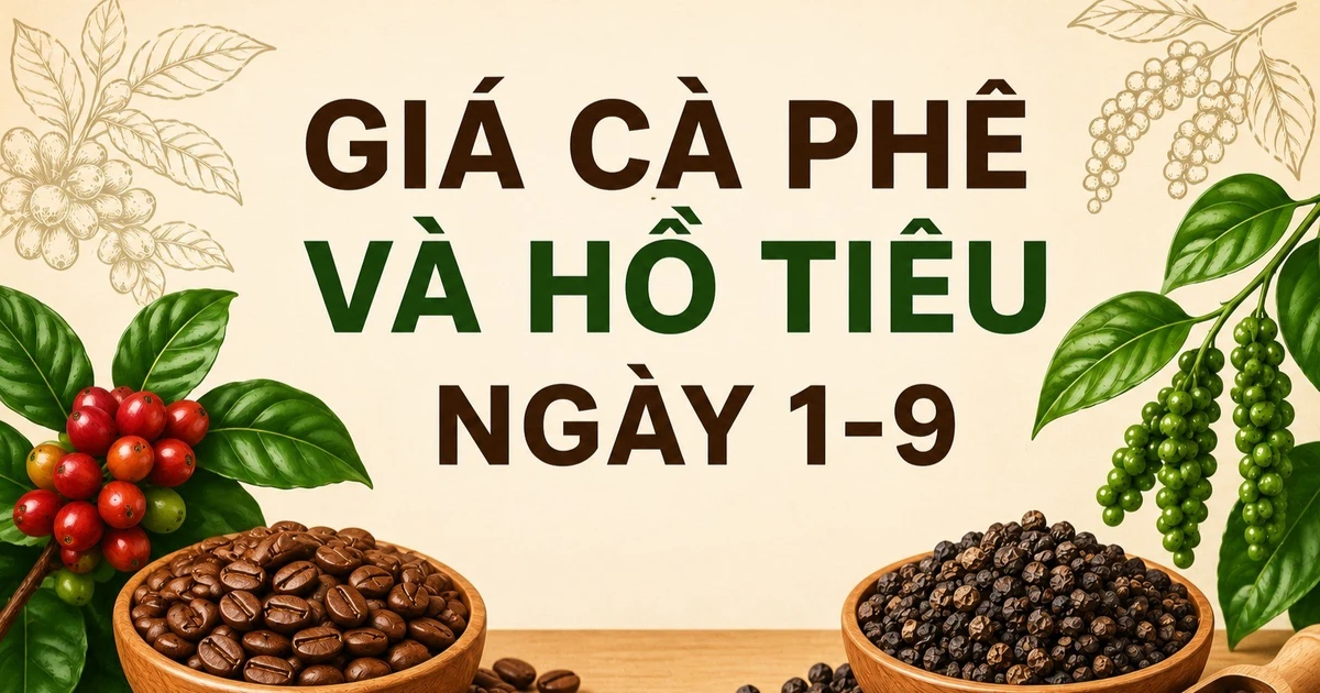 Ngày 1-9, giá cà phê tăng 400 đồng/kg, hồ tiêu đi ngang