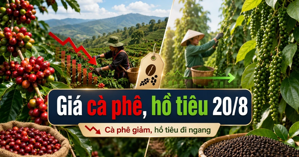 Hôm nay 20/8: Giá cà phê giảm, giá tiêu đi ngang
