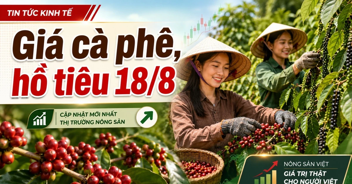 Giá cà phê, hồ tiêu hôm nay 18/8: Cà phê tăng mạnh, giá tiêu đi ngang