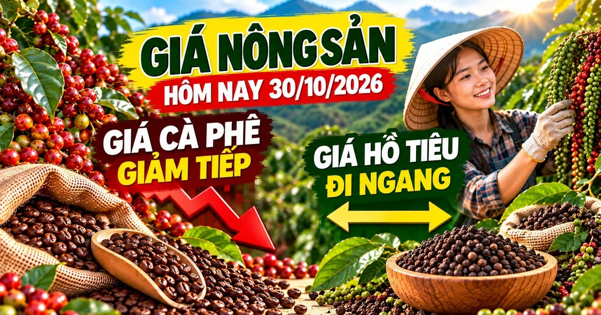 Giá nông sản hôm nay 30/10: Cà phê chịu sức ép, hồ tiêu giữ nền giá cao
