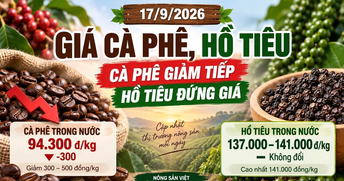 Giá cà phê, hồ tiêu hôm nay 17/9: Cà phê tiếp tục giảm, hồ tiêu đứng giá