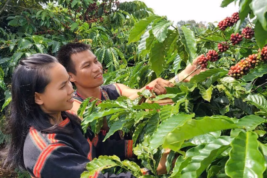 Nông nghiệp công nghệ cao dưới chân núi Ia Phí
