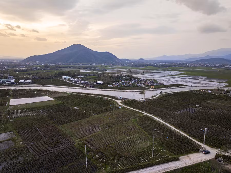 Những vườn mai ở phường An Nhơn Bắc đến nay vẫn còn ngập trong nước. Ảnh: Dũng Nhân