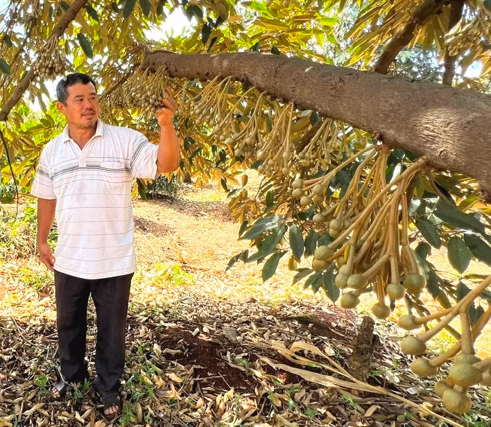 Lão nông Tống Văn Dũng giới thiệu từng đặc điểm phát triển cây sầu riêng và quy trình chăm sóc khi cây sầu riêng ra hoa, đậu quả bên vườn cây của mình. Ảnh: Đinh Yến