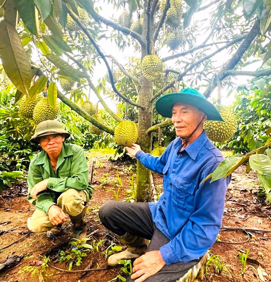 Ông Hồ Đăng Lòng (bìa phải)-Tổ trưởng Tổ hội nghề nghiệp trồng sầu riêng xã Nghĩa Hưng bên vườn sầu riêng trồng xen cà phê. Ảnh: Hồ Long