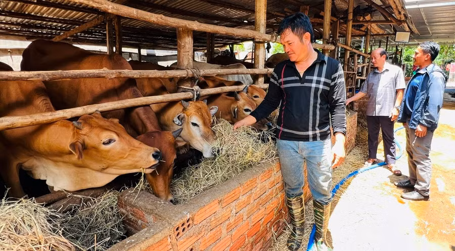 Nhờ được Quỹ HTND huyện cho vay, gia đình anh Nguyễn Ngọc Tâm, thôn 2, thị trấn Phú Hòa mở rộng quy mô nuôi bò vỗ béo và bán thịt. Ảnh: Đinh Yến