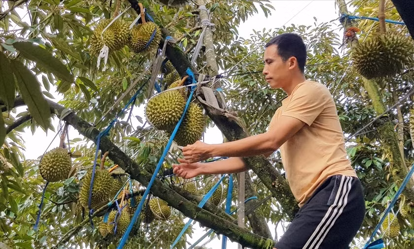 Sầu riêng đang đem đến số lợi nhuận trong mơ đối với những người phải làm lại từ đầu sau thất bại từ hồ tiêu.