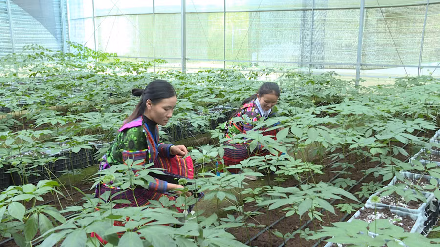 dong-bao-dan-toc-thieu-so-mong-hoa-cham-soc-sam-ngoc-linh-anh-doan-binh.jpg
