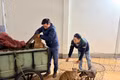Công an Gia Lai tóm gọn nhóm trộm hơn 5.200 con chó.