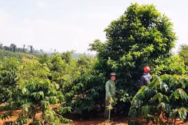 Hạt dổi rớt giá, người trồng tiến thoái lưỡng nan