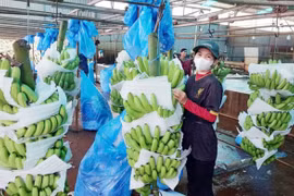 Từ mã số vùng trồng đến vùng nguyên liệu bền vững
