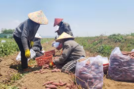 Nông dân Phú Thiện chật vật vì khoai lang rớt giá mạnh