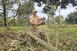Sầu riêng chết hàng loạt sau mưa kéo dài