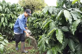 Canh tác xanh nâng giá trị hạt cà phê bền vững