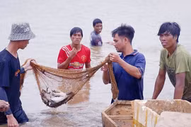 Săn “lộc trời” mùa nước cạn ven hồ Ayun Hạ.