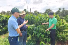 Gia Lai chuyển hướng sản xuất nông nghiệp xanh.