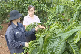 Nới vốn chính sách, nông dân thêm nguồn lực đầu tư sản xuất.