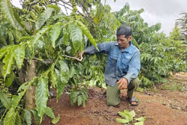 Cà phê rụng quả non, nông dân lo giảm năng suất