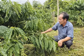 Đổi mới phương thức sản xuất để vườn cà phê phát triển bền vững.