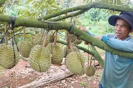 Tất bật bảo vệ vườn sầu riêng trước mùa mưa bão
