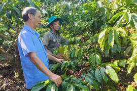 Những hợp tác xã giúp nâng tầm giá trị nông sản ở Tây Gia Lai