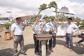 Hội Nông dân phường Tam Quan tổ chức triển lãm sinh vật cảnh lần thứ II năm 2026