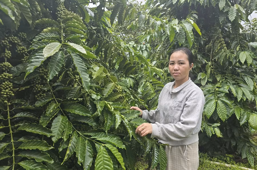 chi-do-thi-phuong-ben-vuon-ca-phe-cua-gia-dinh.jpg