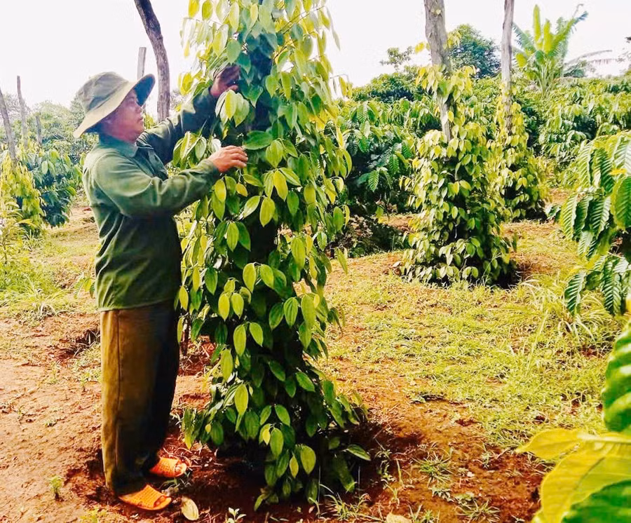 ong-siu-huynh-bi-thu-chi-bo-kiem-truong-thon-o-ngol-xa-ia-pia-la-tam-guong-tieu-bieu-de-ba-con-dan-lang-noi-theo.jpg