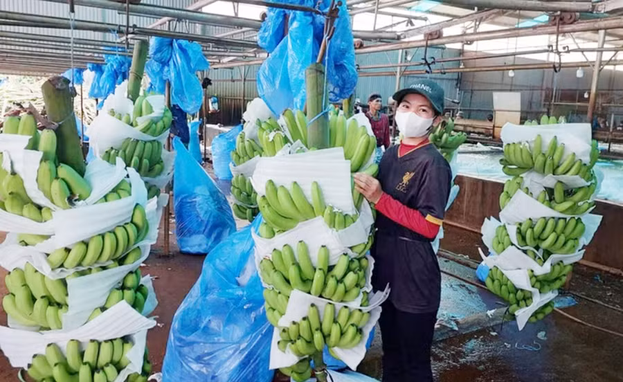 so-che-chuoi-xuat-khau-tai-cong-ty-co-phan-nong-nghiep-cong-nghe-cao-hung-son.jpg
