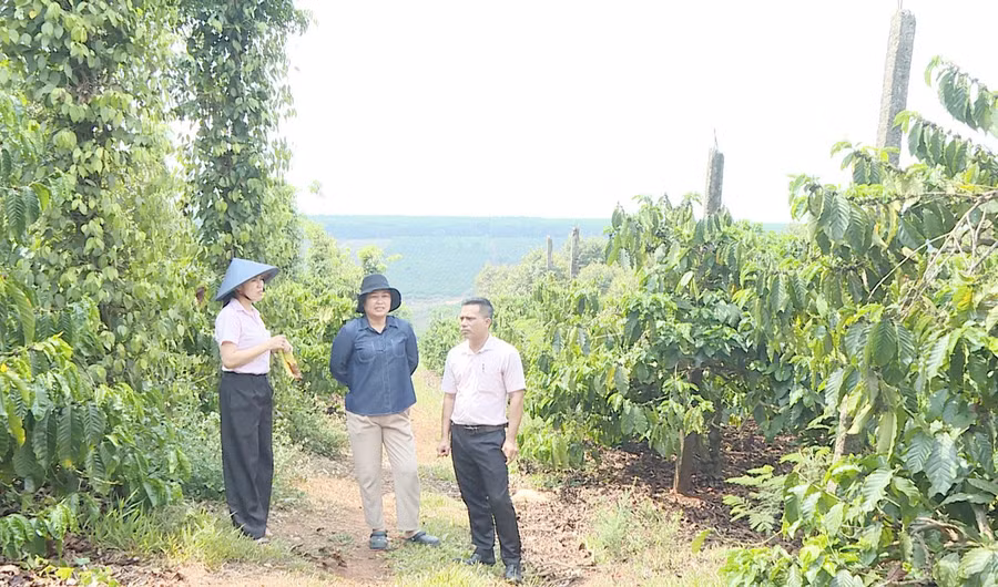 can-bo-ngan-hang-chinh-sach-xa-hoi-kiem-tra-viec-su-dung-nguon-von-vay-phat-trien-cay-ca-phe-tai-xa-ia-grai.jpg