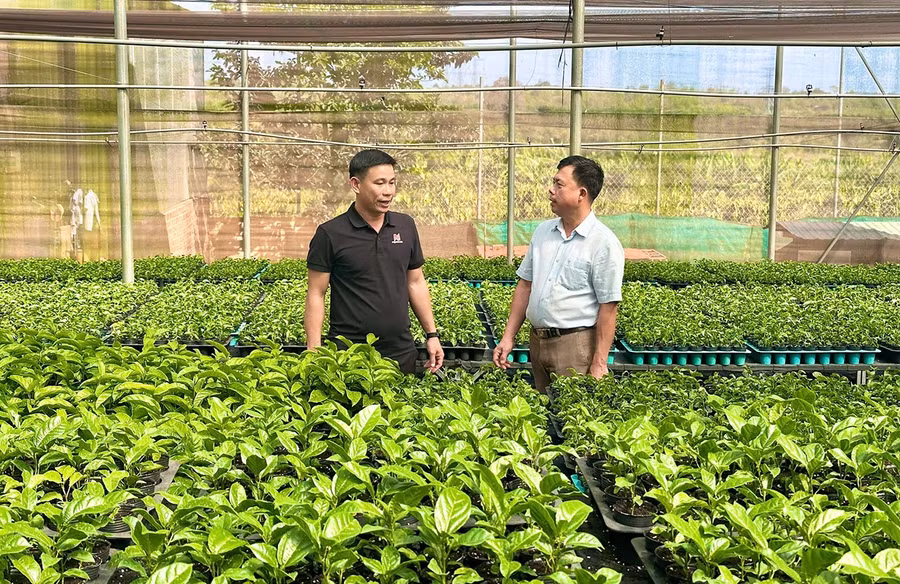 vuong-uom-giong-chanh-day-cua-anh-bui-thanh-ngoc-ben-trai-lang-hang-ring-xa-chu-se-hien-moi-thang-xuat-ban-xuat-ban-500-600-thung.jpg