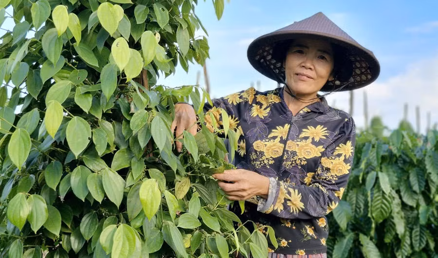 nho-canh-tac-theo-huong-huu-co-ma-vuon-tieu-cua-gia-dinh-ba-vo-thi-tuyet-lang-hat-xa-ia-pia-phat-trien-xanh-tot-cho-nang-suat-on-dinh.jpg
