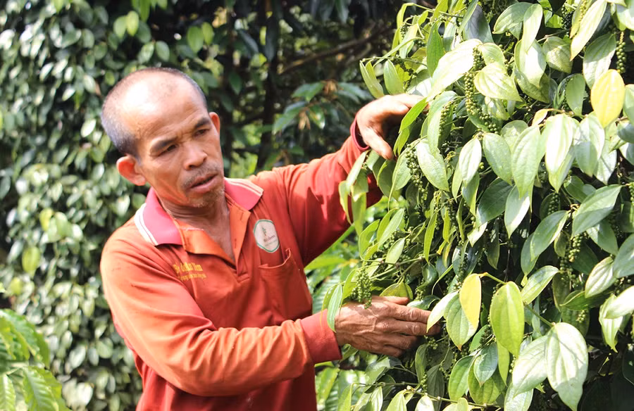nho-kien-tri-ap-dung-huong-di-thuan-tu-nhien-ma-vuon-tieu-gan-1-ha-cua-ong-nguyen-tan-luc-thon-4-xa-chu-se-khong-chi-vuot-qua-dich-benh-ma-con-duy-tri-nang-suat-on-dinh.jpg
