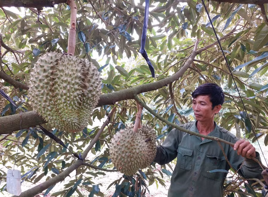 sau-rieng-la-cay-trong-chu-luc-tai-cac-xa.jpg