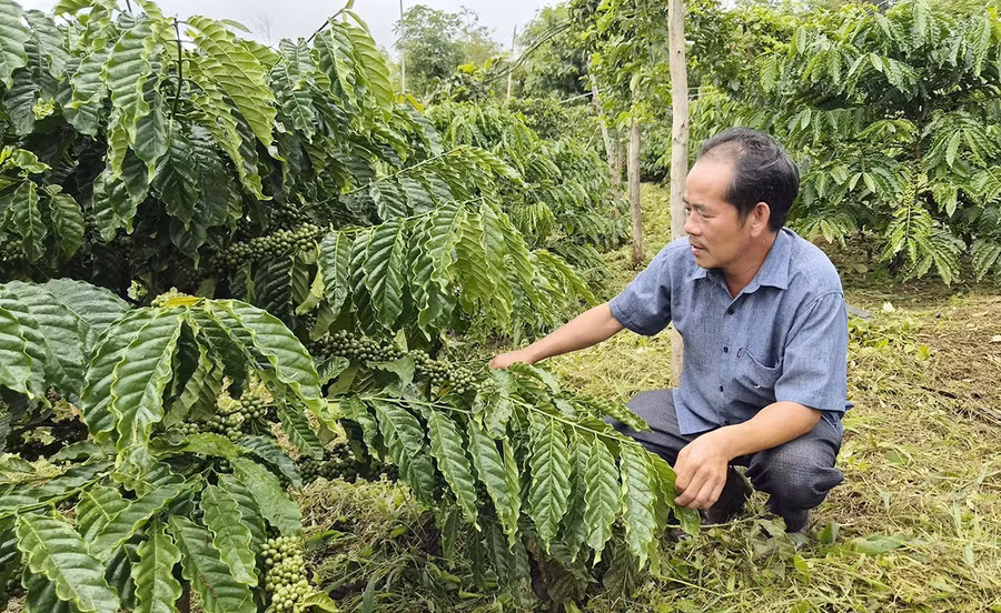 ong-nguyen-the-minh-giam-doc-hop-tac-xa-dich-vu-nong-nghiep-nghia-hoa-xa-chu-pah-gioi-thieu-giong-ca-phe-trf1-duoc-trong-tai-gia-dinh-cac-ho-thanh-vien.jpg