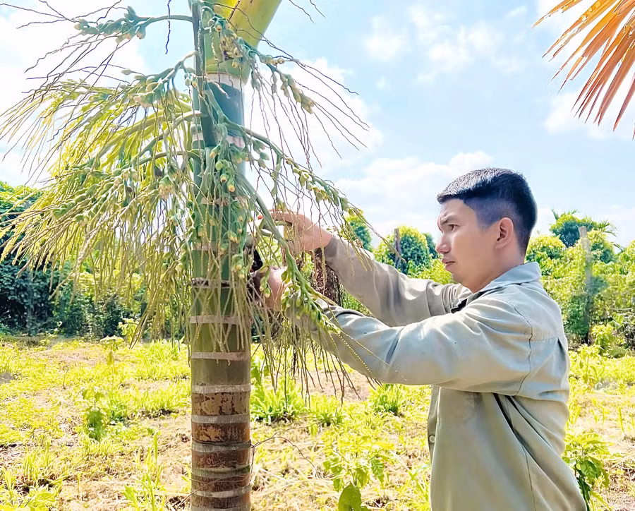 anh-hoang-the-thao-cham-soc-vuon-cau-duoc-trong-xen-trong-mo-hinh-da-canh-nham-da-dang-nguon-thu-giam-rui-ro-trong-san-xuat.jpg