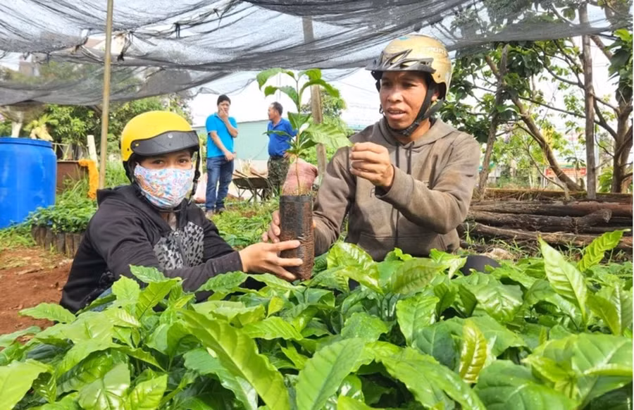 anh-pyul-lang-phung-xa-ia-ly-mua-cay-giong-ca-phe-tai-vuon-uom-cua-hop-tac-xa-dich-vu-nong-nghiep-nghia-hoa-xa-chu-pah.jpg