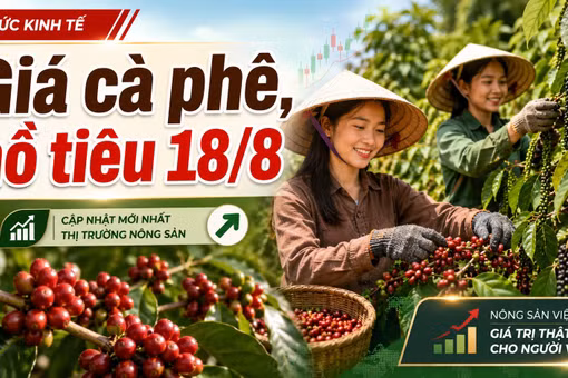 Giá cà phê, hồ tiêu hôm nay 18/8: Cà phê tăng mạnh, giá tiêu đi ngang