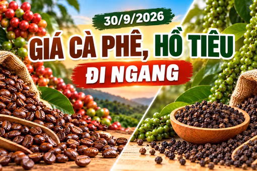 Giá cà phê, hồ tiêu hôm nay 30/9: Cả hai mặt hàng đều ổn định giá