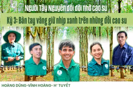 Bàn tay vàng giữ nhịp xanh trên những đồi cao su