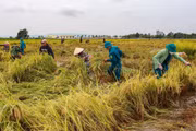 Cán bộ, chiến sĩ dân quân xã Ia Hiao hỗ trợ bà con thu hoạch lúa sau mưa lũ