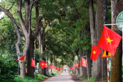 Bảo vệ, phát huy giá trị cảnh quan khu vực hàng thông trăm tuổi và vùng chè Biển Hồ. Ảnh: Minh Châu
