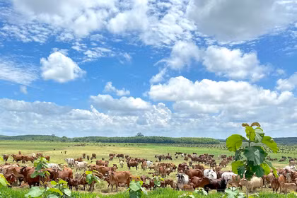 Gia Lai: Chấp thuận chủ trương đầu tư dự án Phát triển nông nghiệp bền vững Thaco Agri gần 3.820 tỷ đồng