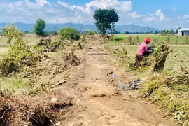 Khôi phục sản xuất sau “thiên tai kép”: Người dân mong sớm nhận hỗ trợ