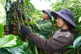 Người dân đi hái cà phê thuê vào mùa cà phê chín.